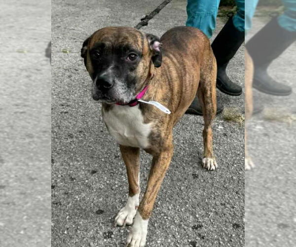 Medium Photo #4 Boxer Puppy For Sale in Burnsville, MN, USA