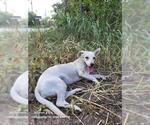 CELINE - Female Chihuahua-Unknown Mix Dog for Adoption - Small photo