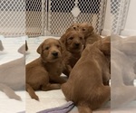 Small Photo #6 Goldendoodle Puppy For Sale in SOUTH SALEM, NY, USA