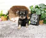Small #5 Schnauzer (Miniature)