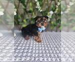 Small #1 Morkie-Yorkshire Terrier Mix