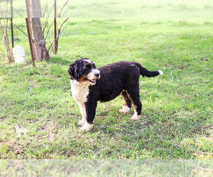 Mother of the Bernedoodle puppies born on 06/05/2022