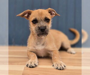 Border Terrier-Unknown Mix Dogs for adoption in Lakewood, CO, USA