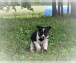 Small Photo #2 Border Collie Puppy For Sale in LUBLIN, WI, USA