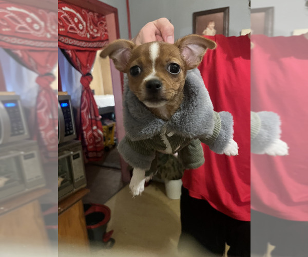 Medium Photo #7 ShiChi Puppy For Sale in FITZGERALD, GA, USA