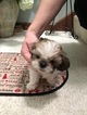 Puppy 4 Shih Tzu