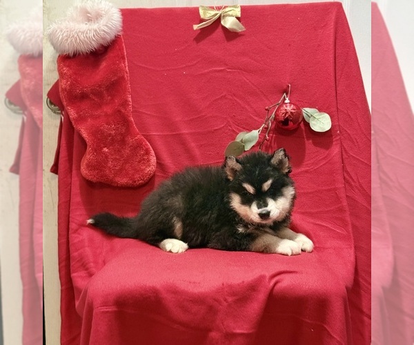 Medium Photo #3 Siberian Husky Puppy For Sale in ALTON, IL, USA