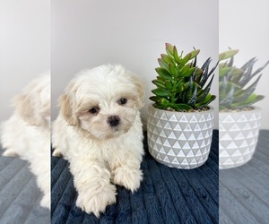 Mal-Shi Puppy for sale in INDIANAPOLIS, IN, USA