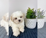 Image preview for Ad Listing. Nickname: Max