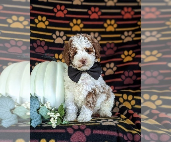 Medium Photo #1 Poodle (Miniature) Puppy For Sale in BIRD IN HAND, PA, USA