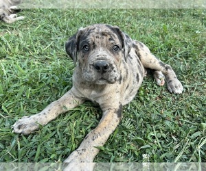 Cane Corso-Daniff Mix Puppy for sale in CHESAPEAKE, OH, USA