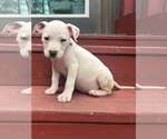 Small #2 Staffordshire Bull Terrier Mix