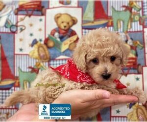 Maltipoo Puppy for sale in WINNSBORO, LA, USA