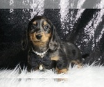 Puppy AKC Starfire Dachshund