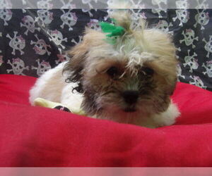 Zuchon Puppy for sale in PATERSON, NJ, USA