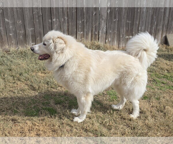 Medium Photo #12 Chow Chow-Great Pyrenees Mix Puppy For Sale in Houston, TX, USA
