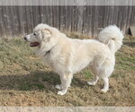 Small #11 Chow Chow-Great Pyrenees Mix