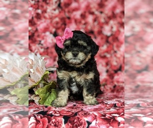 Shih-Poo Puppy for sale in KIRKWOOD, PA, USA