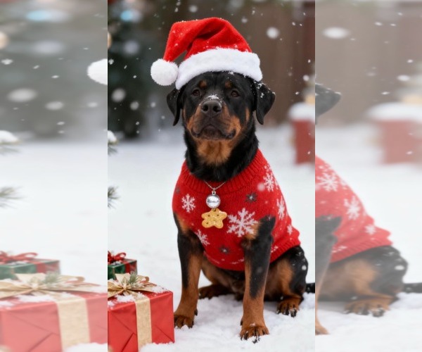 Medium Photo #1 Rottweiler-Unknown Mix Puppy For Sale in Westwood, NJ, USA