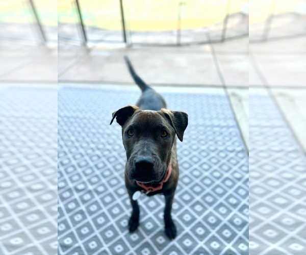 Medium Photo #4 Labrador Retriever-Unknown Mix Puppy For Sale in San Diego, CA, USA