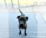 Small #3 Labrador Retriever Mix