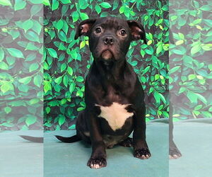 Bulldog-Unknown Mix Dogs for adoption in Wetumpka, AL, USA