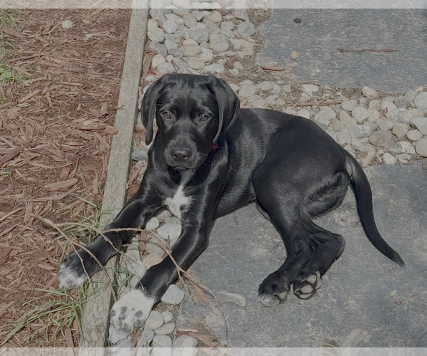 Medium Photo #2 Labrador Retriever-Unknown Mix Puppy For Sale in Bellevue, WA, USA