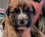Puppy Mackin Boxer