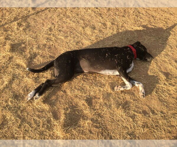 Medium Photo #2 Mutt Puppy For Sale in Chandler, AZ, USA