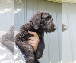 Irish Wolfhound-Poodle (Standard) Mix Puppy for sale in OMAHA, AR, USA