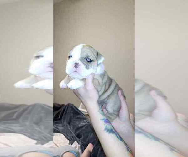 Medium Photo #12 English Bulldog Puppy For Sale in COTTLEVILLE, MO, USA