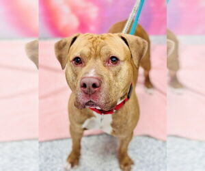 Mutt Dogs for adoption in Manahawkin, NJ, USA