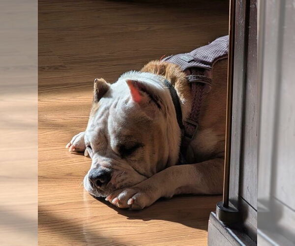 Medium Photo #7 Mutt Puppy For Sale in Bellevue, WA, USA