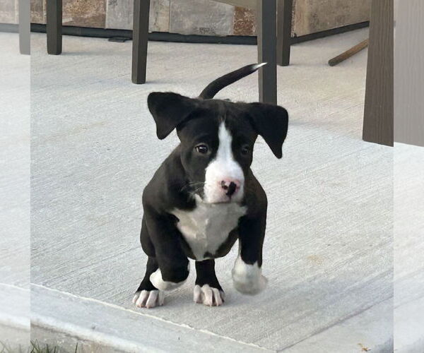 Medium Photo #2 Boxer-Unknown Mix Puppy For Sale in The Woodlands, TX, USA