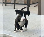Small #1 Boxer Mix