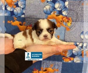 Shih Tzu Puppy for sale in WINNSBORO, LA, USA