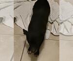 Small Mutt