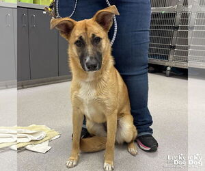 Mutt Dogs for adoption in Washington, DC, USA