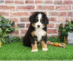 Small #6 Bernese Mountain Dog