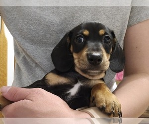 Dachshund Puppy for sale in OTTO, NC, USA