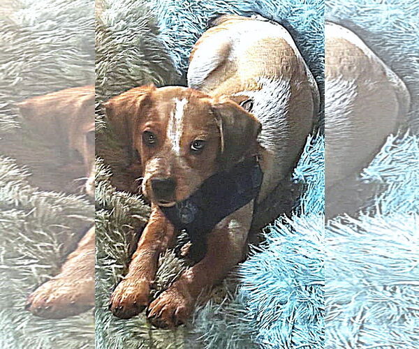 Medium Photo #3 Beagle Puppy For Sale in Dunnellon, FL, USA