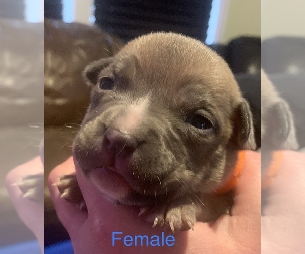 Medium Photo #1 American Bully-American Pit Bull Terrier Mix Puppy For Sale in CLEBURNE, TX, USA