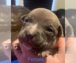 Small Photo #1 American Bully-American Pit Bull Terrier Mix Puppy For Sale in CLEBURNE, TX, USA