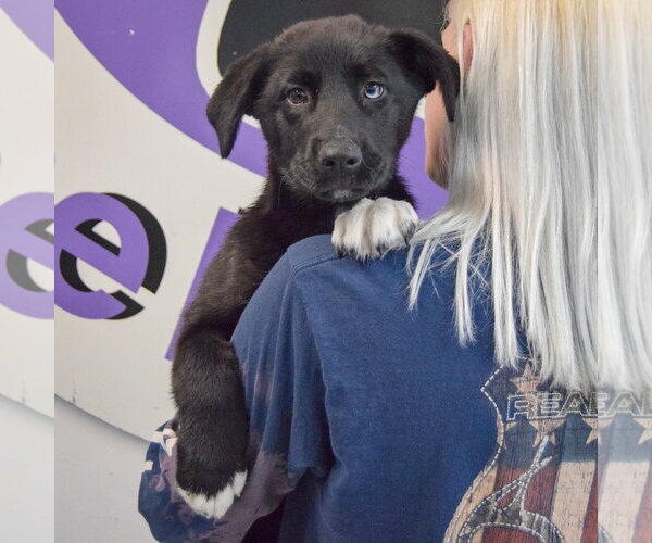 Medium Photo #5 Gerberian Shepsky Puppy For Sale in Huntley, IL, USA