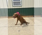 Small Photo #1 Labrador Retriever Puppy For Sale in RUTHERFORDTON, NC, USA