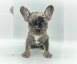 French Bulldog Puppy for sale in WELLESLEY HILLS, MA, USA
