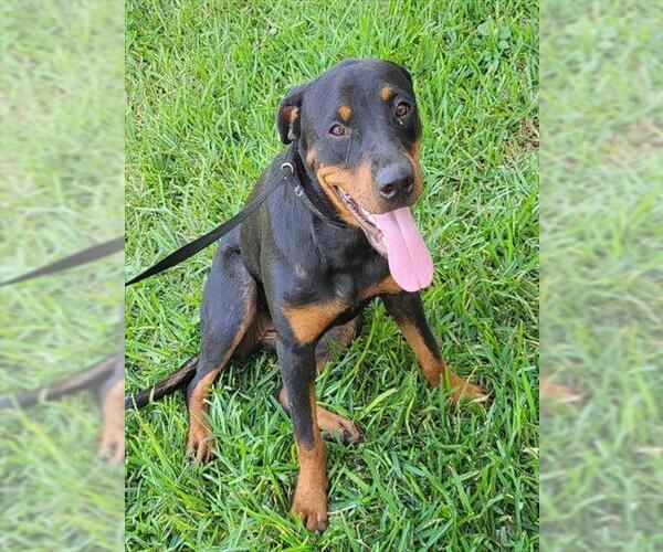 Medium Photo #1 Rottweiler-Unknown Mix Puppy For Sale in San Antonio, TX, USA