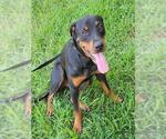 Small Rottweiler Mix