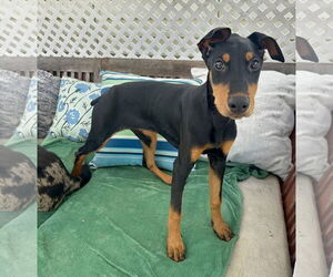 Doberman Pinscher Dogs for adoption in Newport Beach, CA, USA