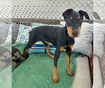 Small Doberman Pinscher